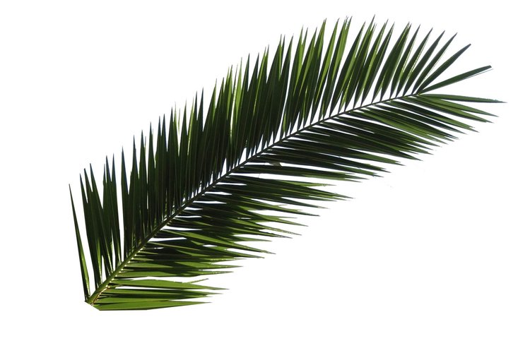 Palm Sunday Christian Church Service Palm Sunday Christian Church Service
