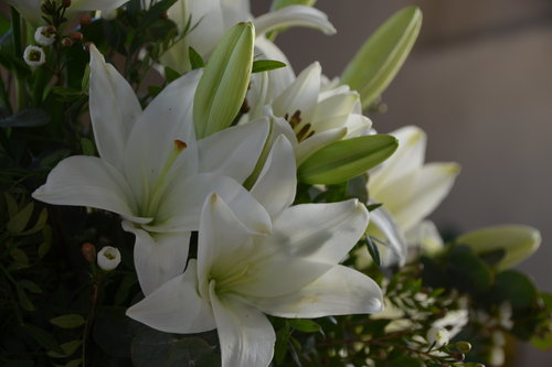 Kuvituskuva. Valkoisia liljoja maljakossa.