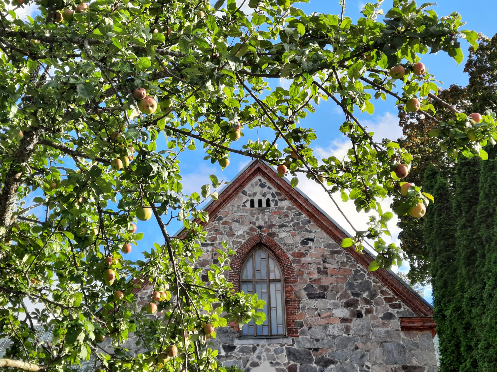 Kirkkonummen kirkko näkyy omenapuun oksien takana.