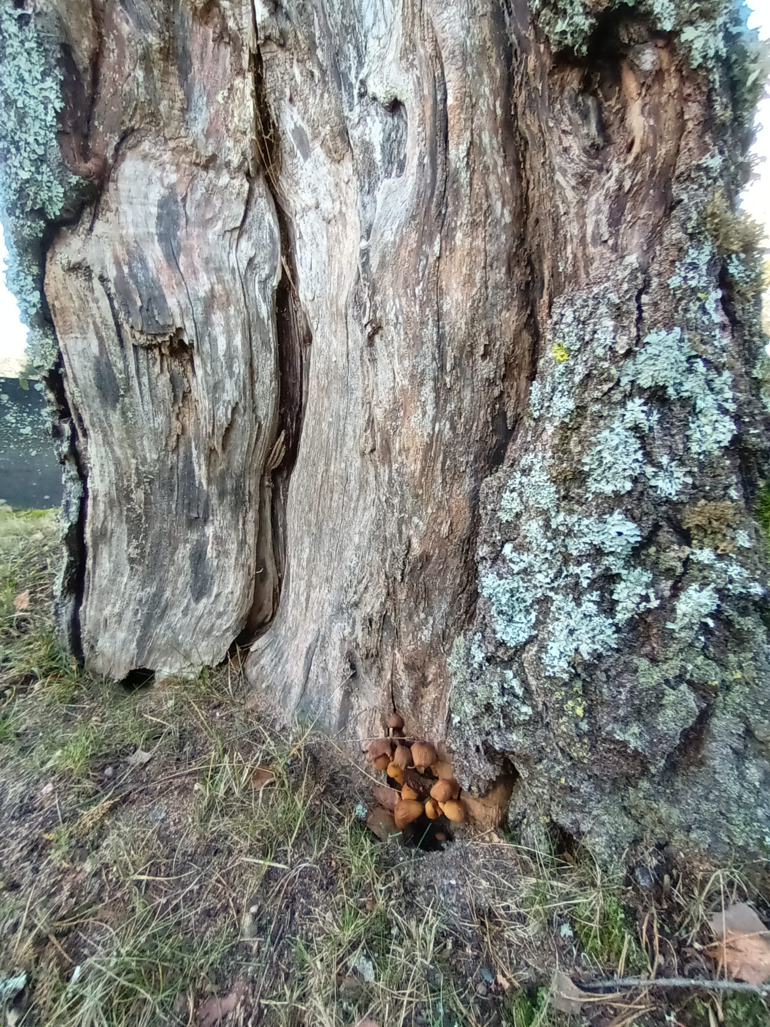 Vanhan männyn tyvi. Runko on halki ja siinä kasvaa sieniä. Kaarna puuttuu kokonaan.