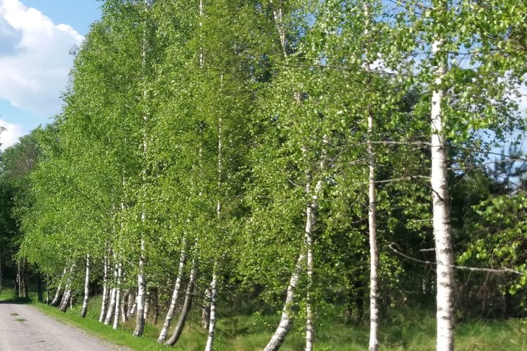 Kaiken kansan juhannusjuhla Kaiken kansan juhannusjuhla