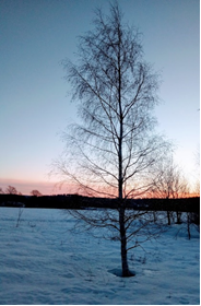 Yksinäinen koivu talvisessa auringonnousussa.